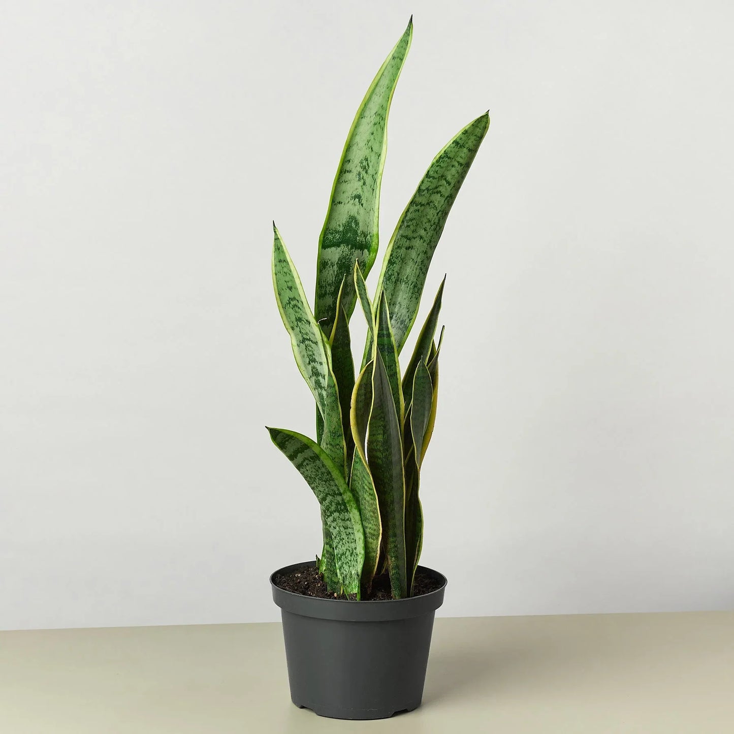 Snake Plant Laurentii - The Unkillable, Unshakeable Green Guardian: Air-Purifying, Easy-Care Houseplant