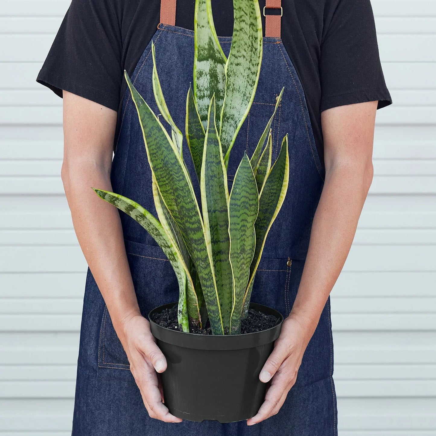 Snake Plant Laurentii - The Unkillable, Unshakeable Green Guardian: Air-Purifying, Easy-Care Houseplant