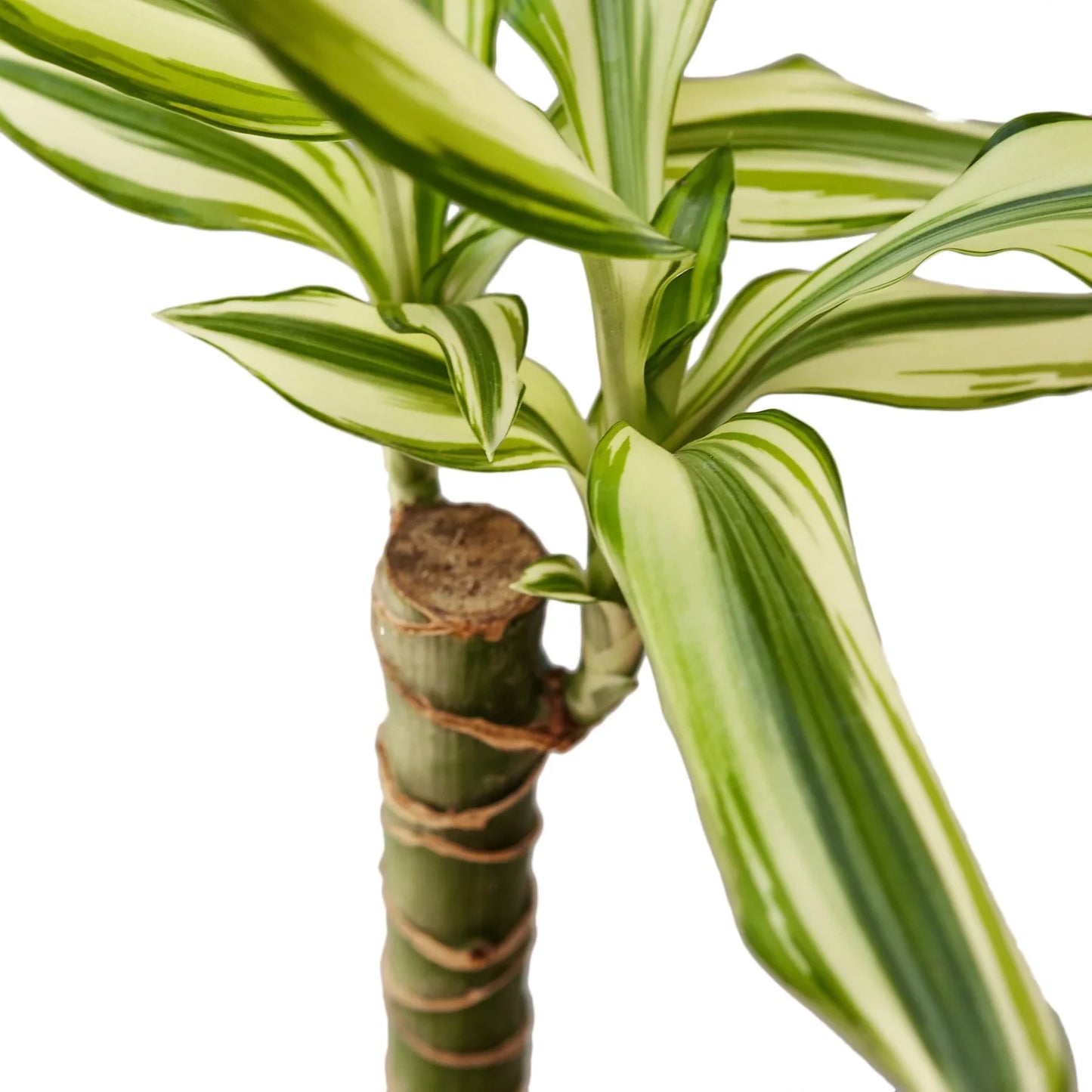 Dracaena 'Sted Sol Cane' - Dragon's Delight: Vibrant, Easy-Care Indoor Houseplant