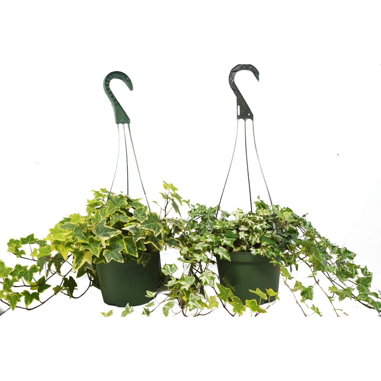 Ivy League Charm: 2 English Ivy Variety Pack - FREE Care Guide - 6" Hanging Pot for Home and Office