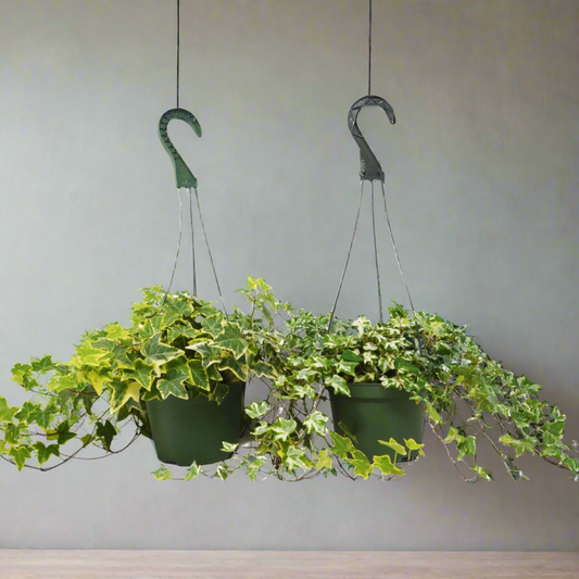 Ivy League Charm: 2 English Ivy Variety Pack - FREE Care Guide - 6" Hanging Pot for Home and Office