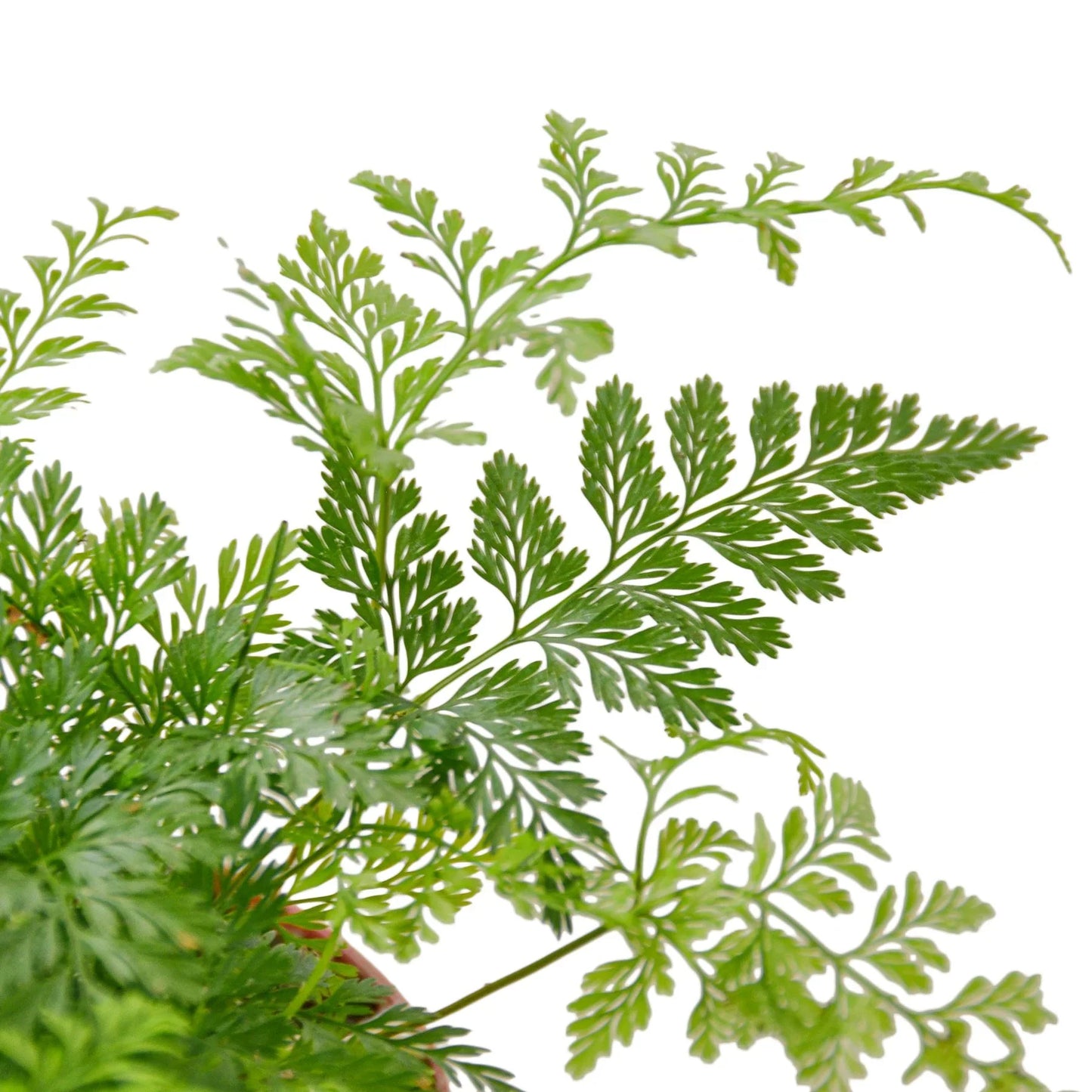 Rabbit's Foot Fern - Hoppin' Foliage: Unique Indoor Plant with Furry Rhizomes