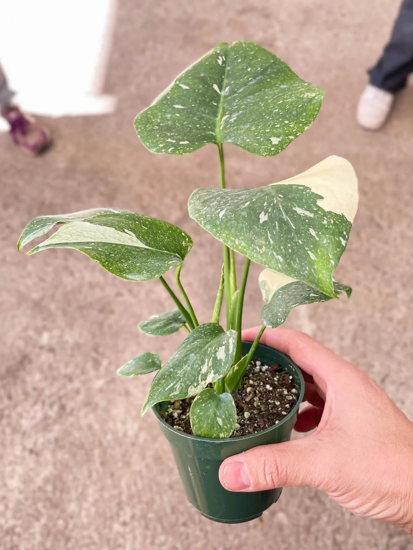 Monstera 'Thai Constellation' - Starry Night Delight: Rare Variegated Houseplant