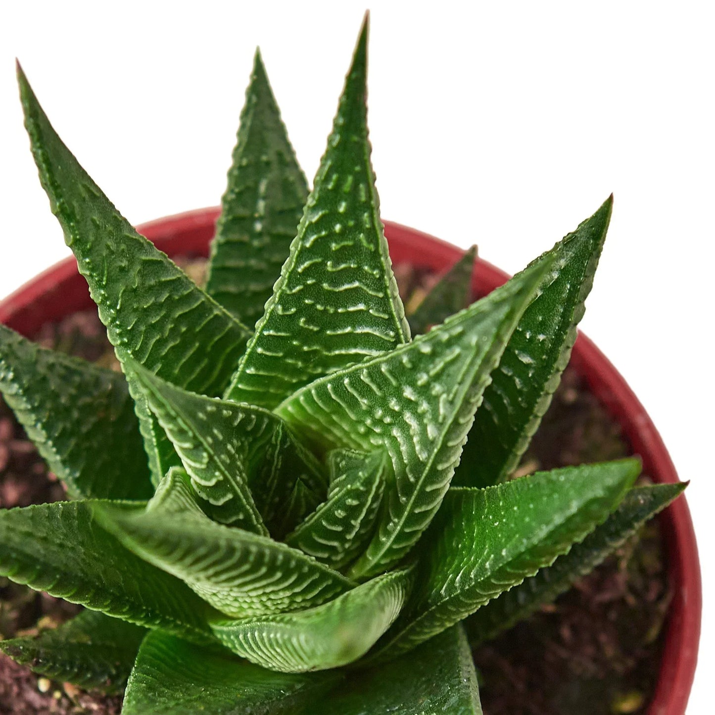 Fairy Washboard Haworthia - Mini Magic Board: Charming Compact Succulent Plant