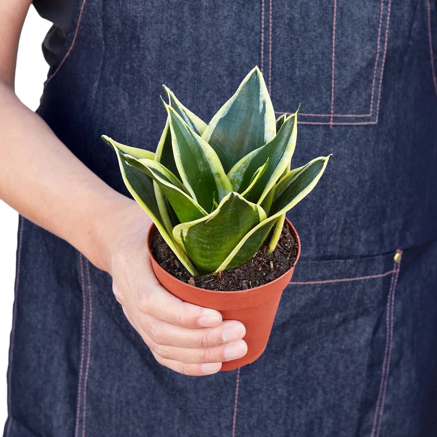 Snake Plant Black Gold - Golden Serpent: Air-Purifying, Drought-Tolerant Houseplant