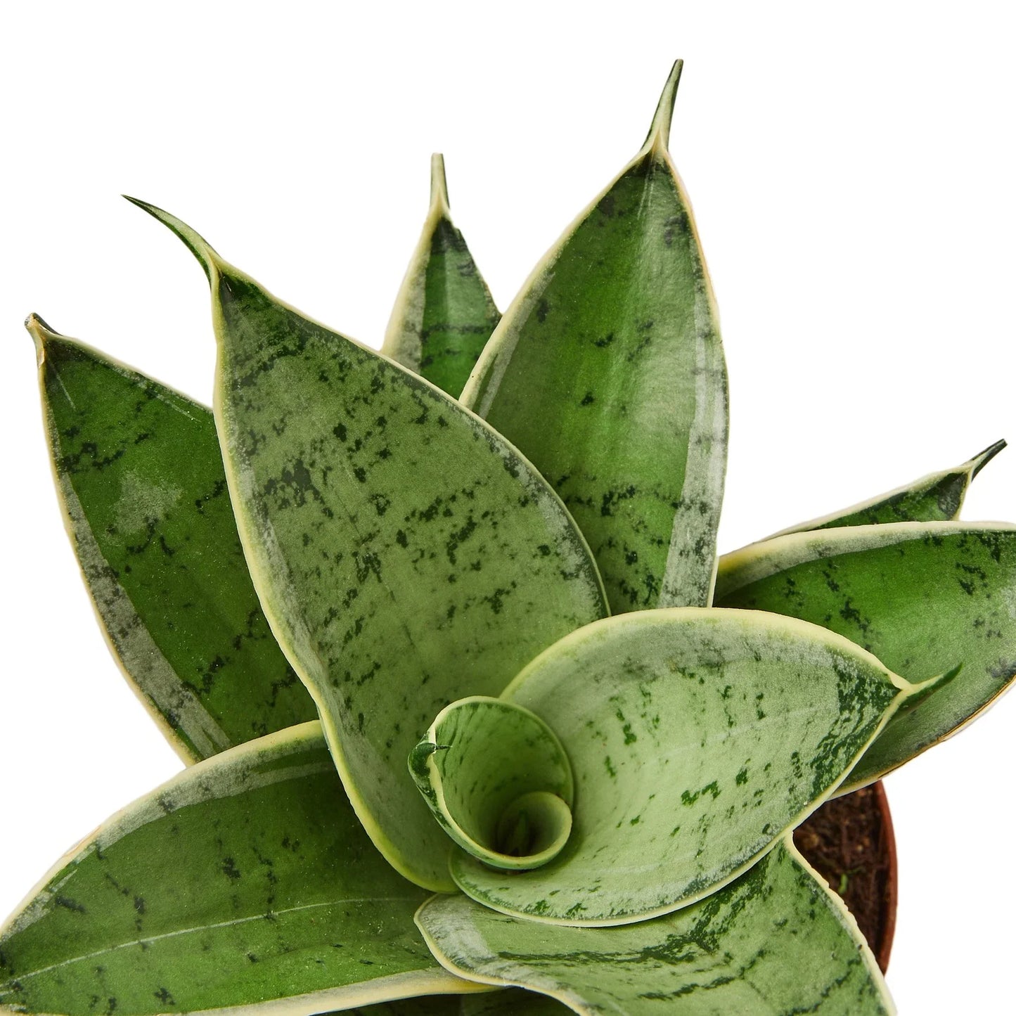 Snake Plant Starlight - Starlight Guardians: Air-Purifying Evergreen Perennial Houseplant with Grey-Green Patterns