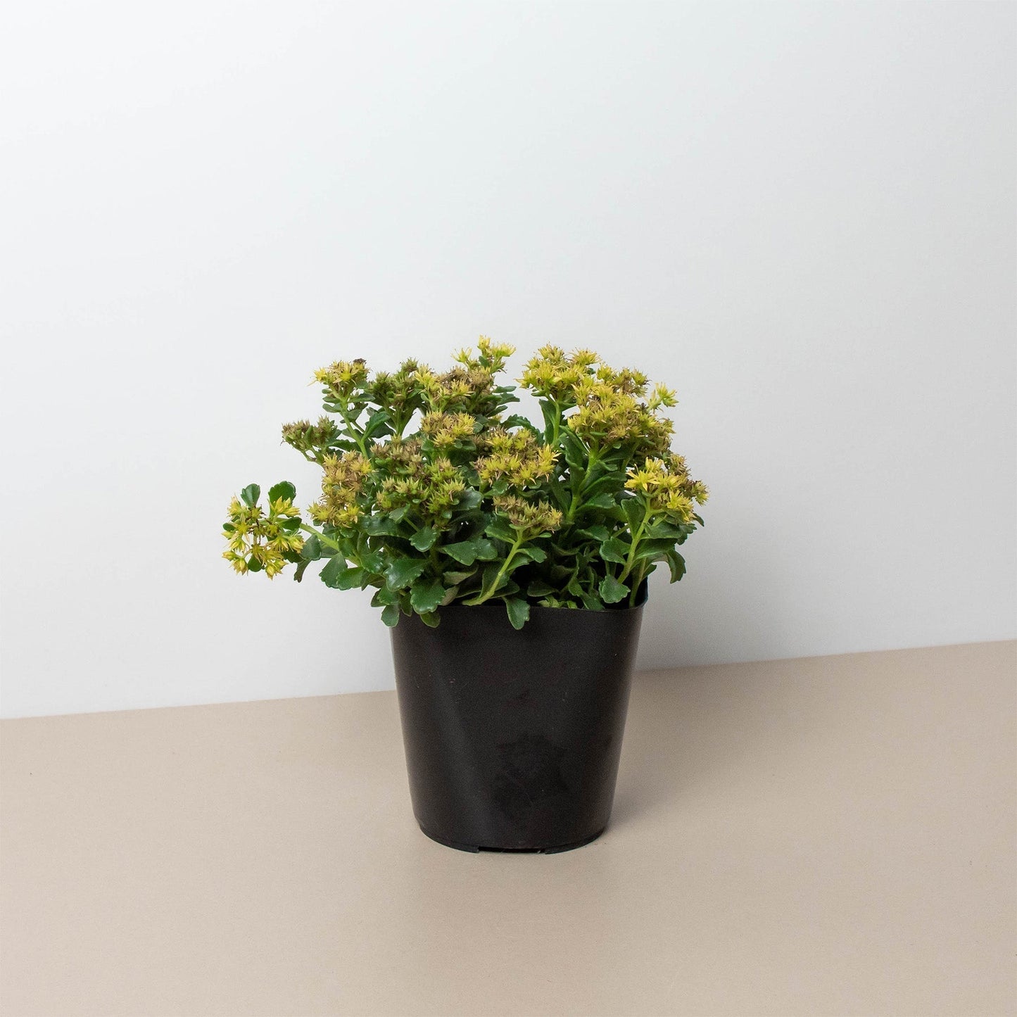 Sedum Little Miss Sunshine - Sunshine in a Pot: Low-Maintenance Drought-Tolerant Perennial Stonecrop