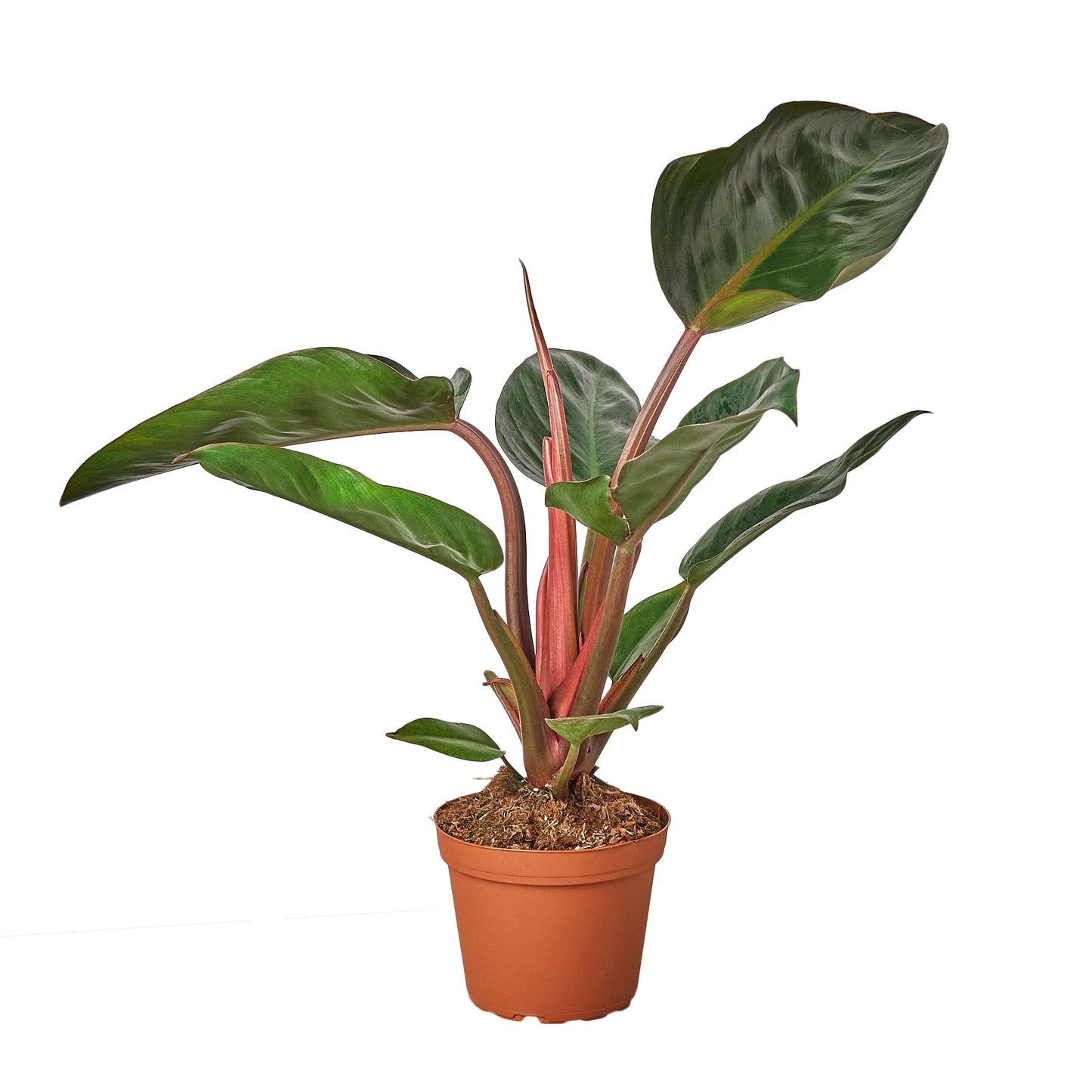 Philodendron 'Congo Rojo' - Jungle Royalty: Elegant Self-Header Tropical Plant