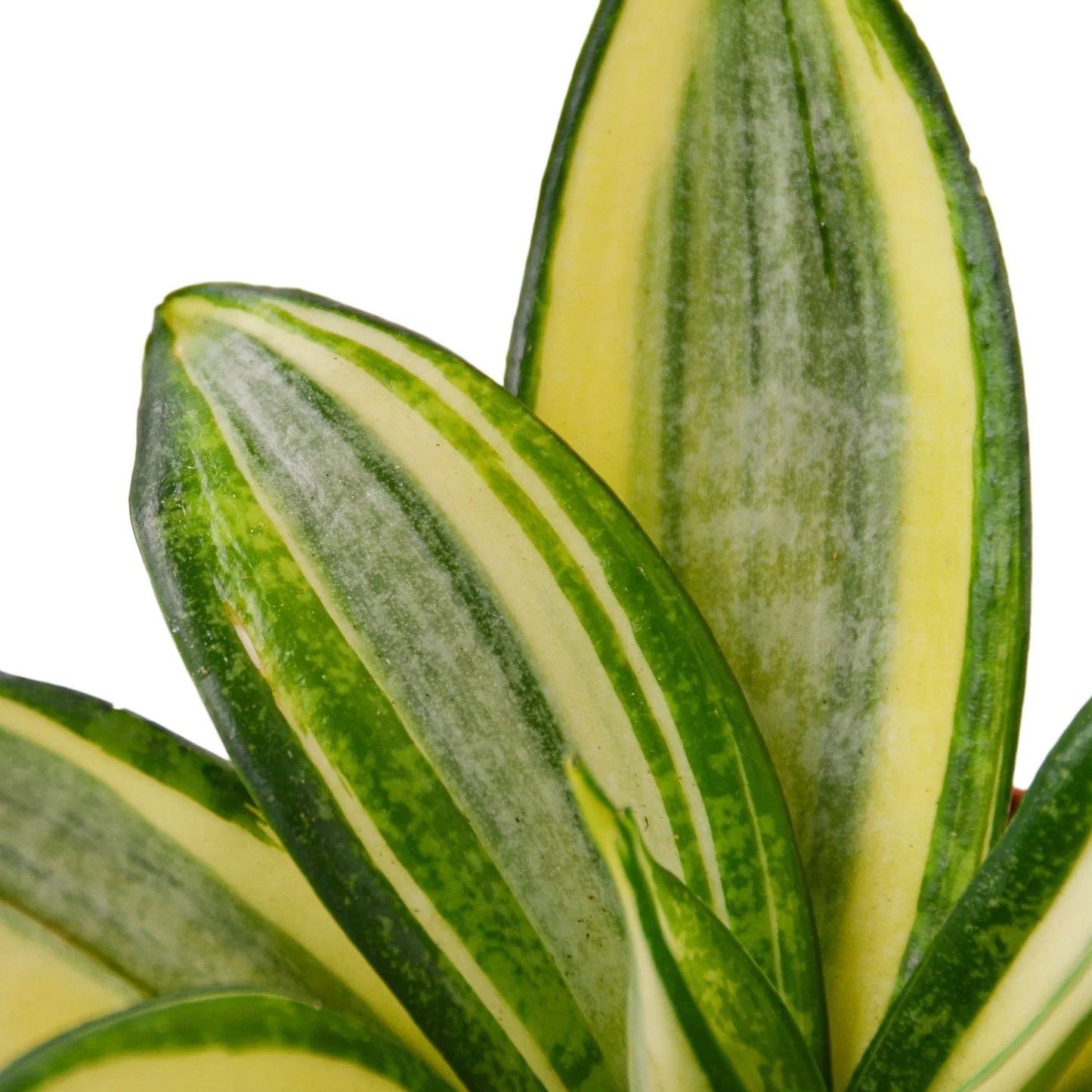 Snake Plant Gold Hahnii - Golden Guardian: Low Maintenance, Air-Purifying Houseplant