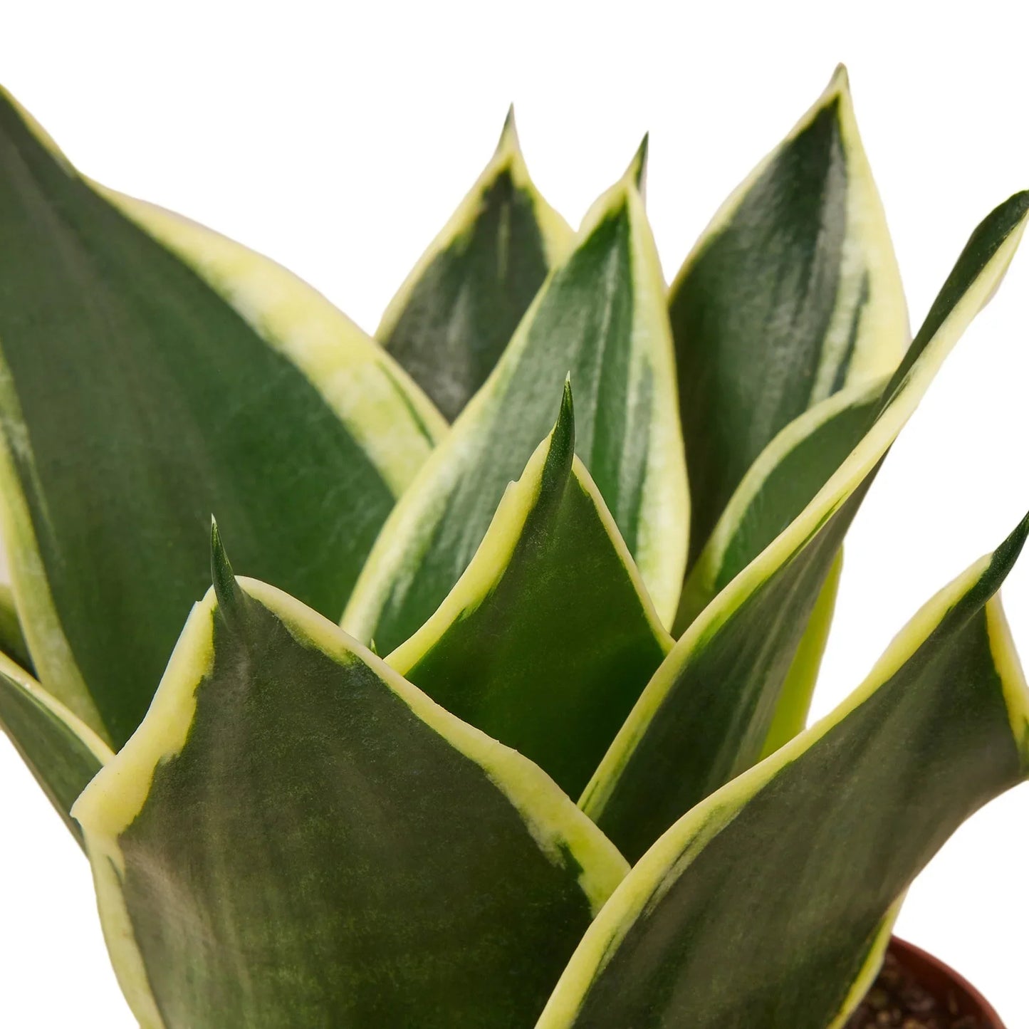 Snake Plant Black Gold - Golden Serpent: Air-Purifying, Drought-Tolerant Houseplant