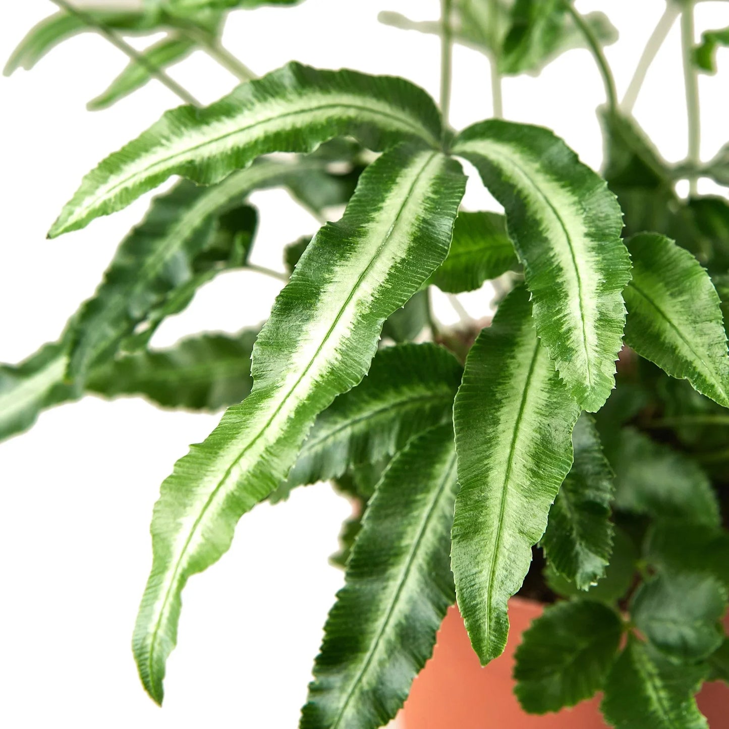 Pteris Cretica 'Albo Fern' - Ferny Friend: Easy-Care, Indirect Sunlight, Humidity Loving, Subtropical Beauty