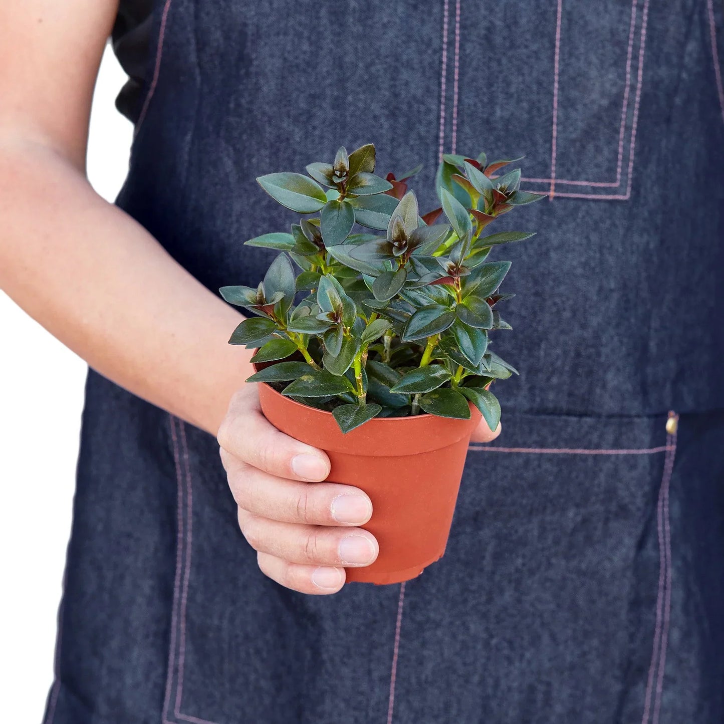 Nematanthus Black Goldfish Plant - Fish Tales: Easy-Care, Year-Round Blooming Houseplant with Colorful Flowers