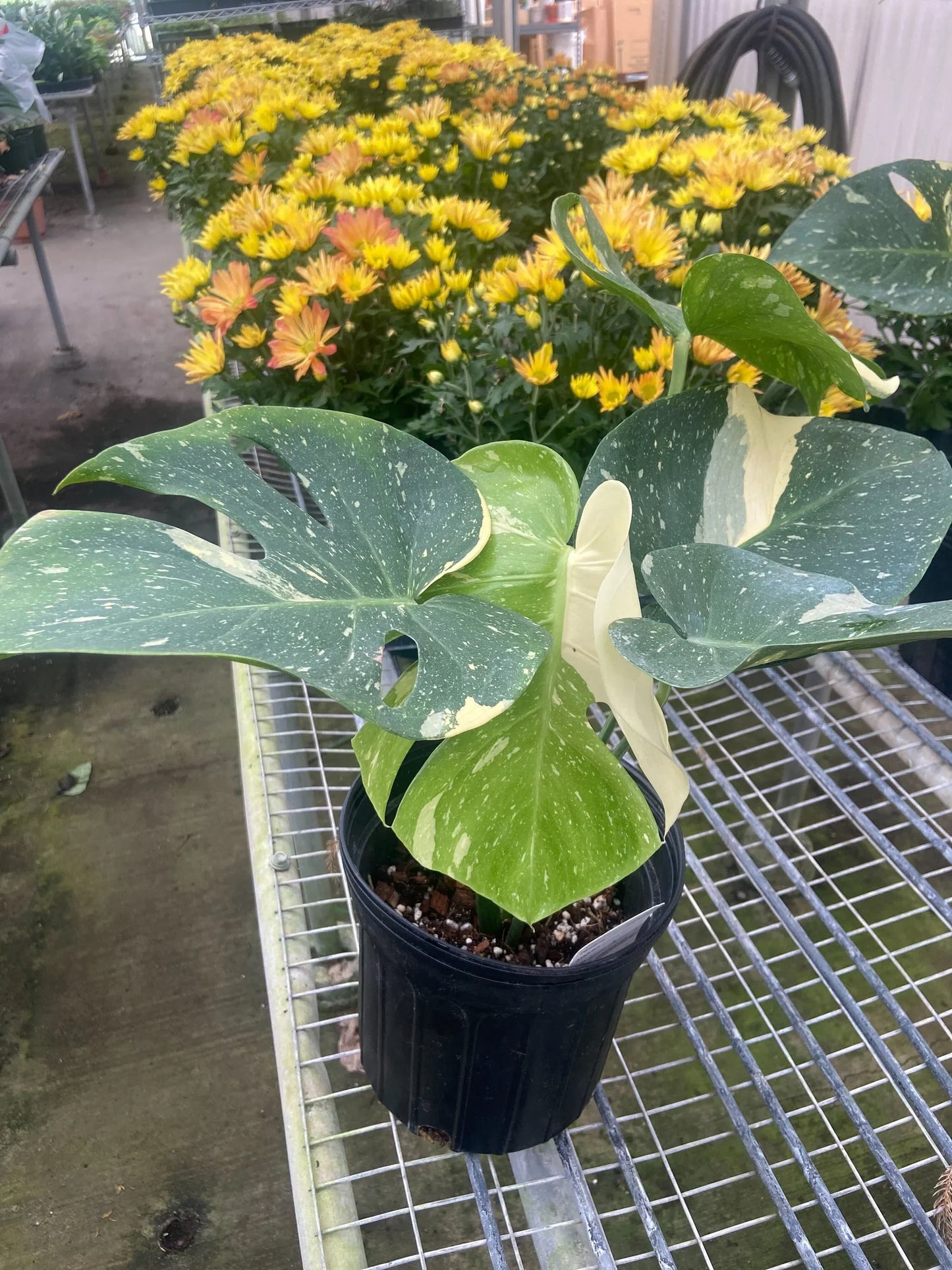 Monstera 'Thai Constellation' - Starry Night Delight: Rare Variegated Houseplant