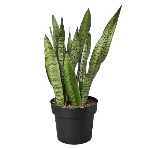 Snake Plant 'Zeylanica' - The Indestructible Green Guardian: Air-Purifying, Low Maintenance Houseplant