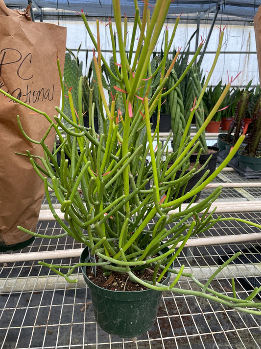 Euphorbia 'Pencil Cactus' - Green Quills of Joy: Hardy Succulent for Easy Care