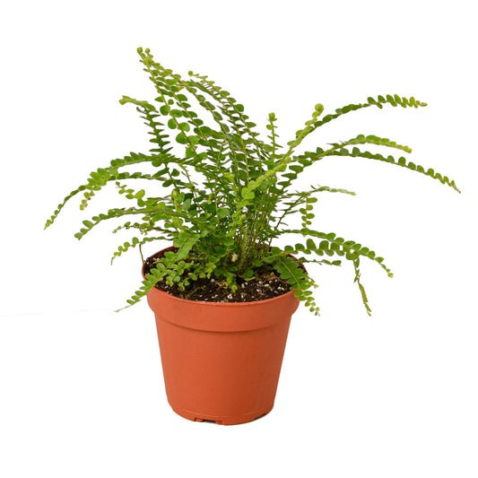 Fern 'Lemon Button' - Zesty Fern Fiesta: Charming, Compact Boston Fern with Citrus-Tinted Fronds