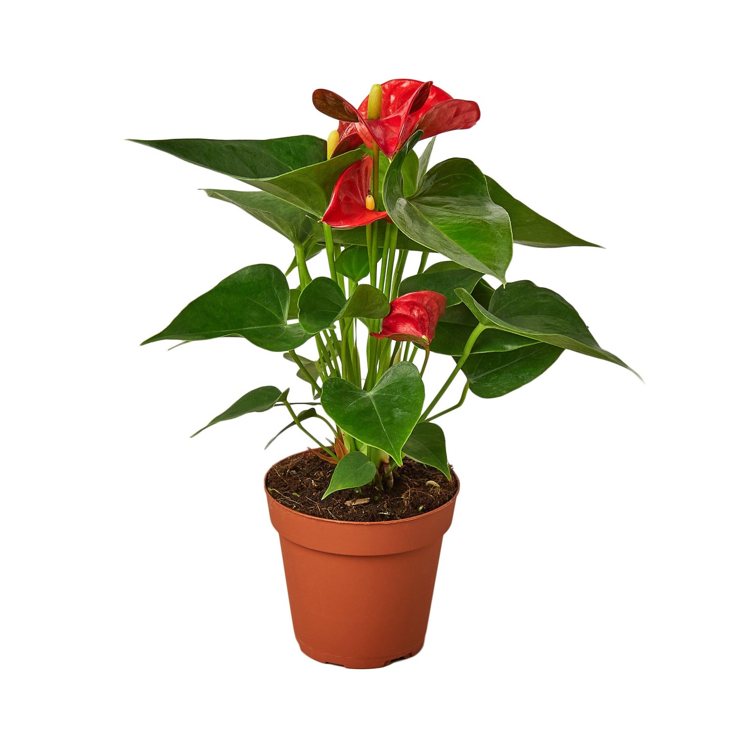 Anthurium 'Red' - Red Hot Romance: Exotic Flowering Houseplant with Glossy Heart-Shaped Leaves