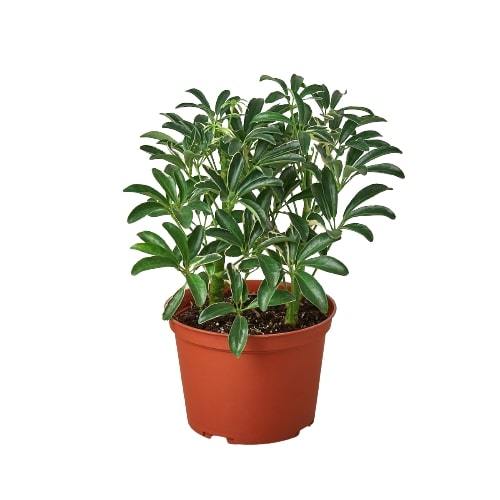 Schefflera Moonlight 'Umbrella Plant' - The Umbrella Academy: Variegated Evergreen Houseplant with Washed Out Yellow Leaves