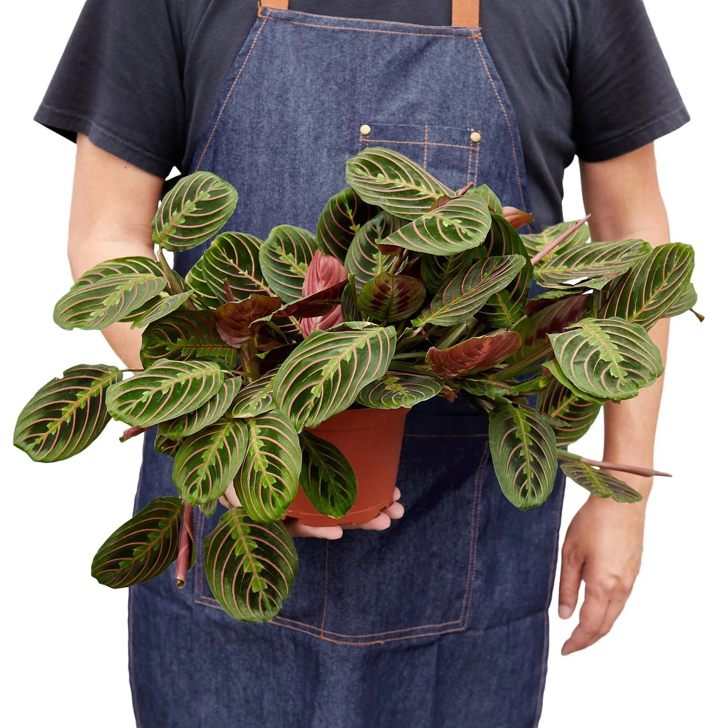 Maranta Red Prayer - Sleepy Beauty: Striking Evergreen Perennial Houseplant