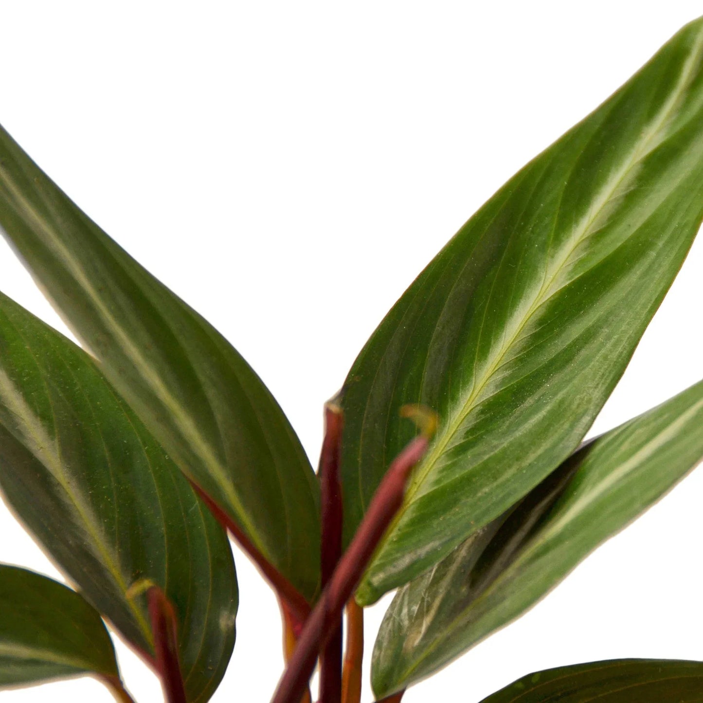 Stromanthe Sanguinea - Tropical Thunderstruck: Vibrantly Variegated Indoor Plant