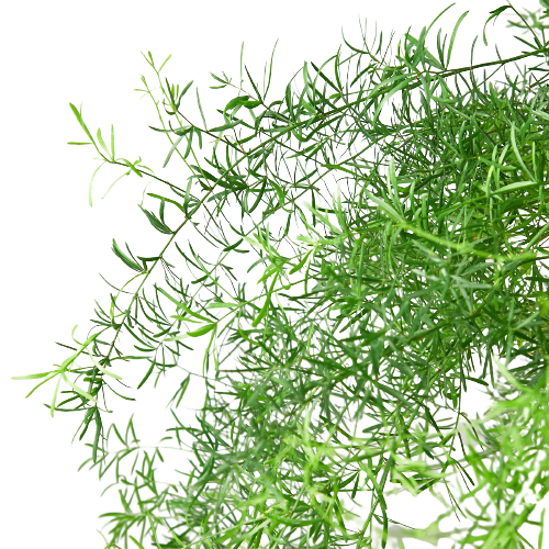 Fern 'Sprengeri' - Green Chaos: Lively Ornamental Asparagus Fern