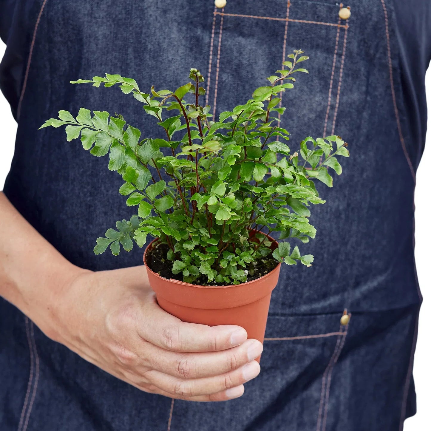 Mahogany Fern - Fabulous Fronds: Low-Maintenance Decorative Houseplant with Unique Mahogany Hue