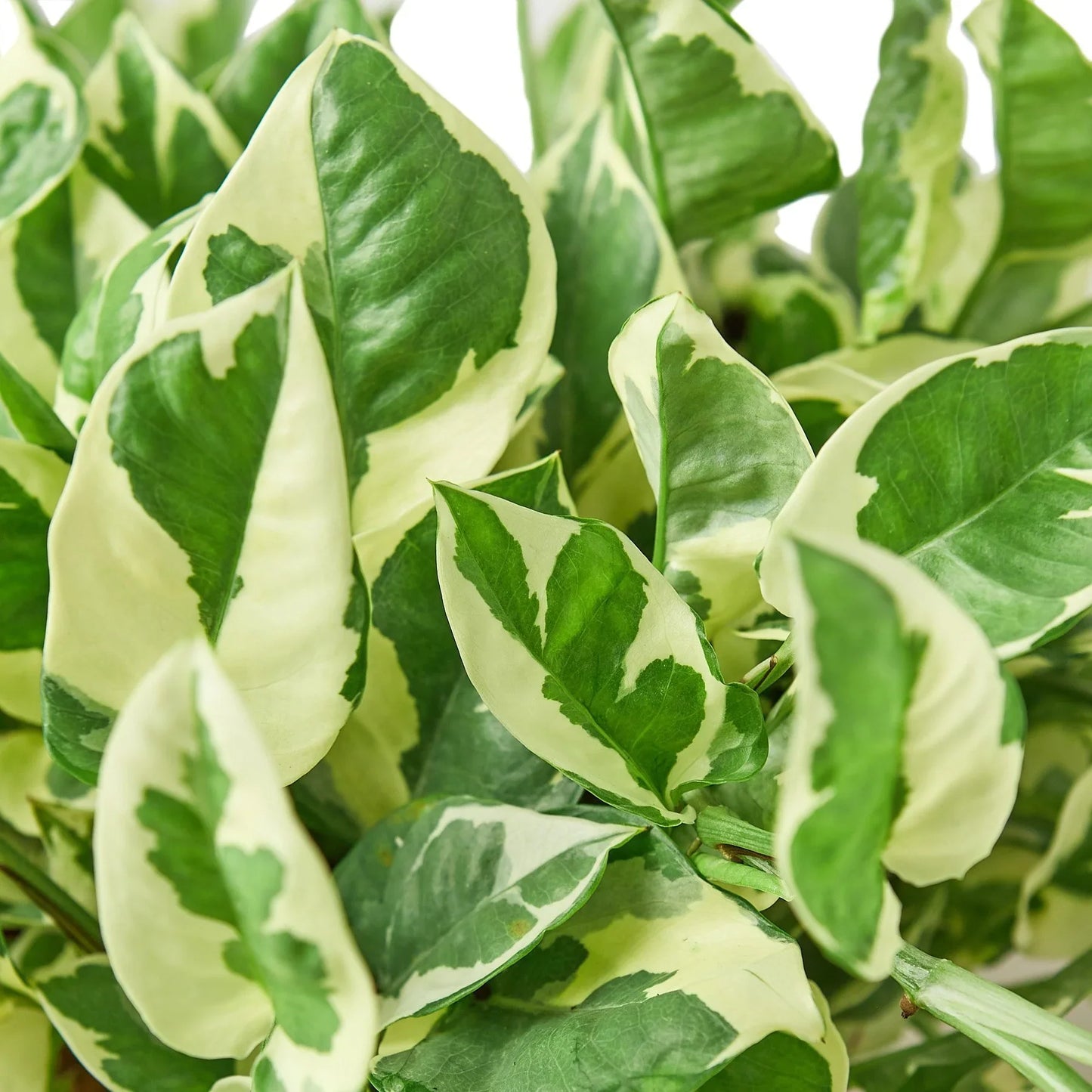 Pothos 'N'joy' - N'Joy the Climb: Air-Purifying Vine Houseplant with Variegated Leaves