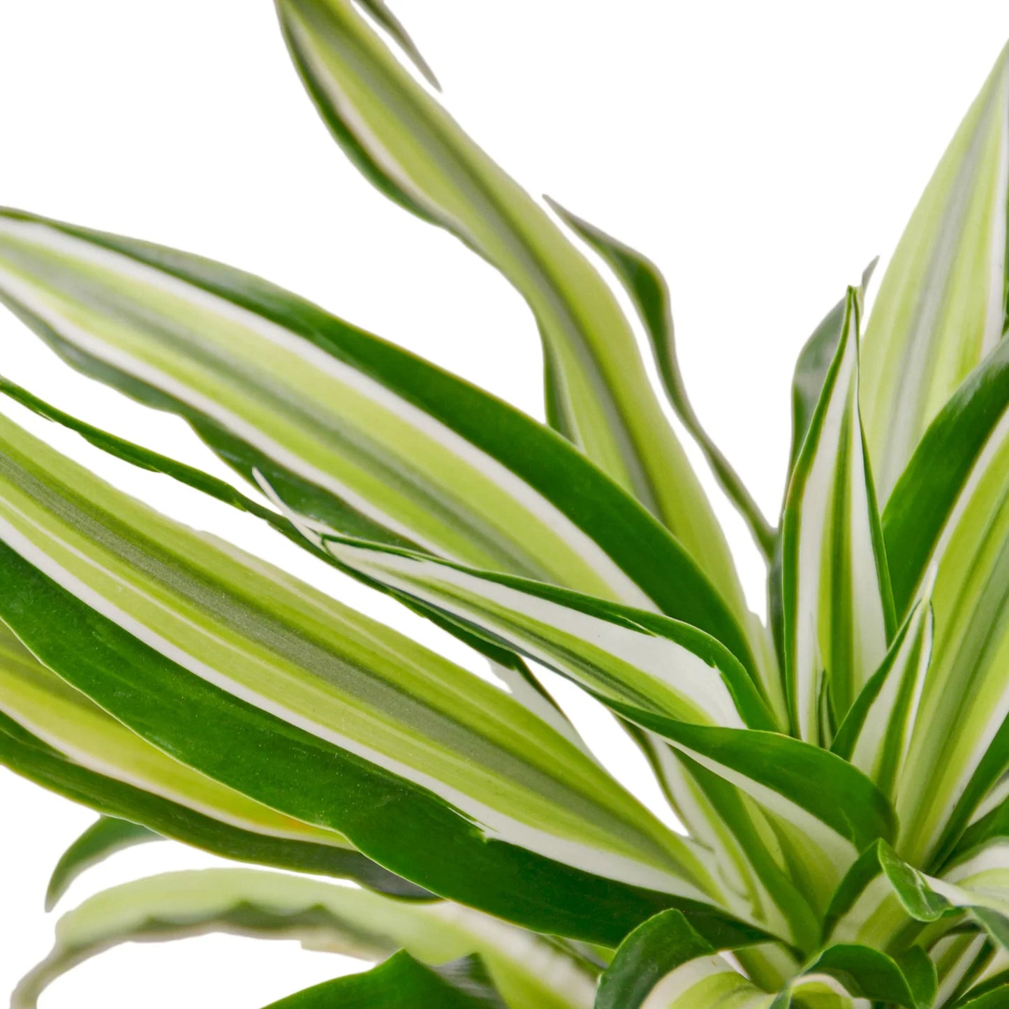 Dracaena 'Malaika' - Green Goddess: Vibrant Dragon Tree for Home or Office Décor