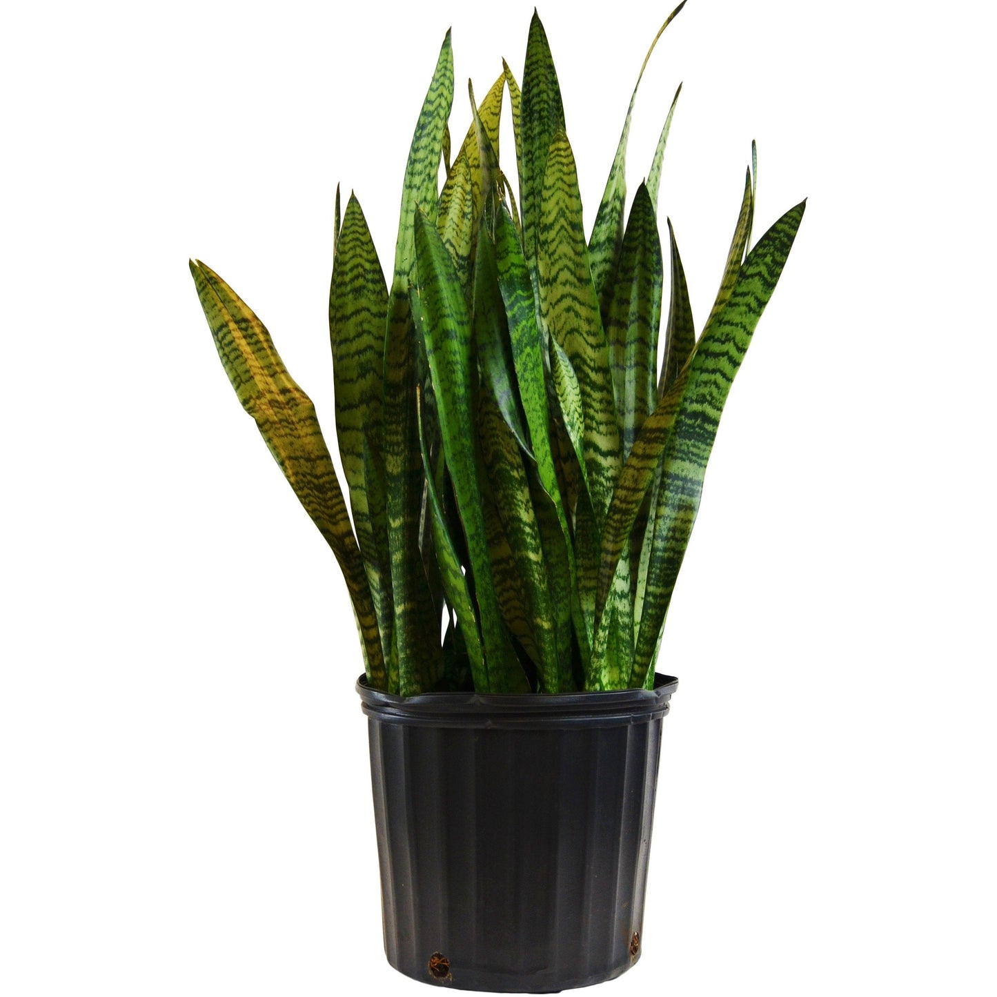 Snake Plant 'Zeylanica' (Sansevieria) – Smooth Operator: Air-Purifying, Low Maintenance, Evergreen in 10" Pot