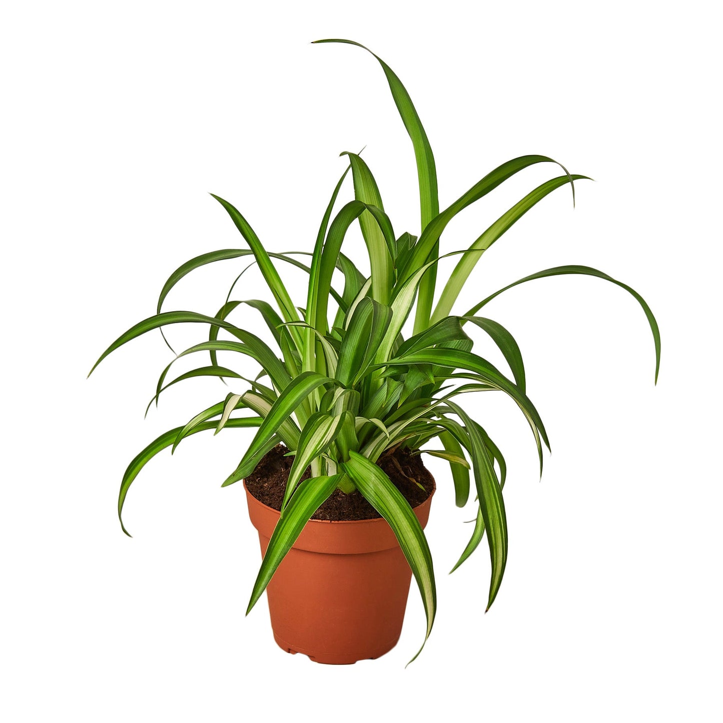 Spider Plant Hawaiian - Hawaiian Highflyer: Air-Purifying, Easy-Care Indoor Plant