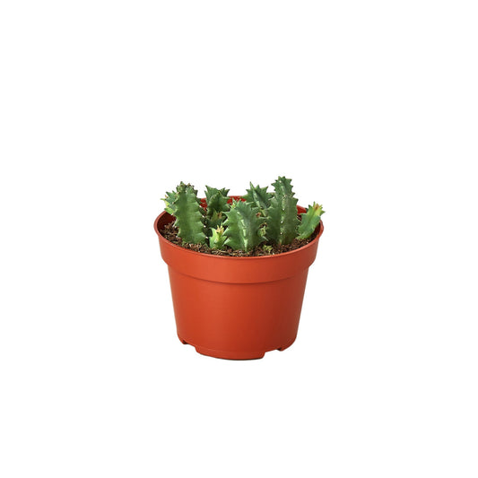 Lifesaver Cactus - Sweet Succulent Surprise: Unique Stem Shapes and Low Maintenance