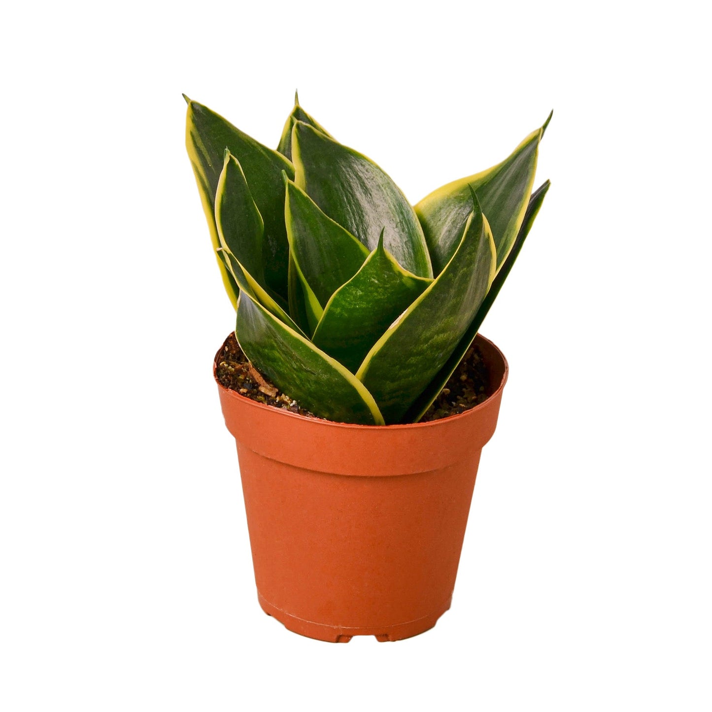 Snake Plant Emerald Star - Guardian Green: Air-Purifying, Drought-Tolerant, Low Maintenance Houseplant