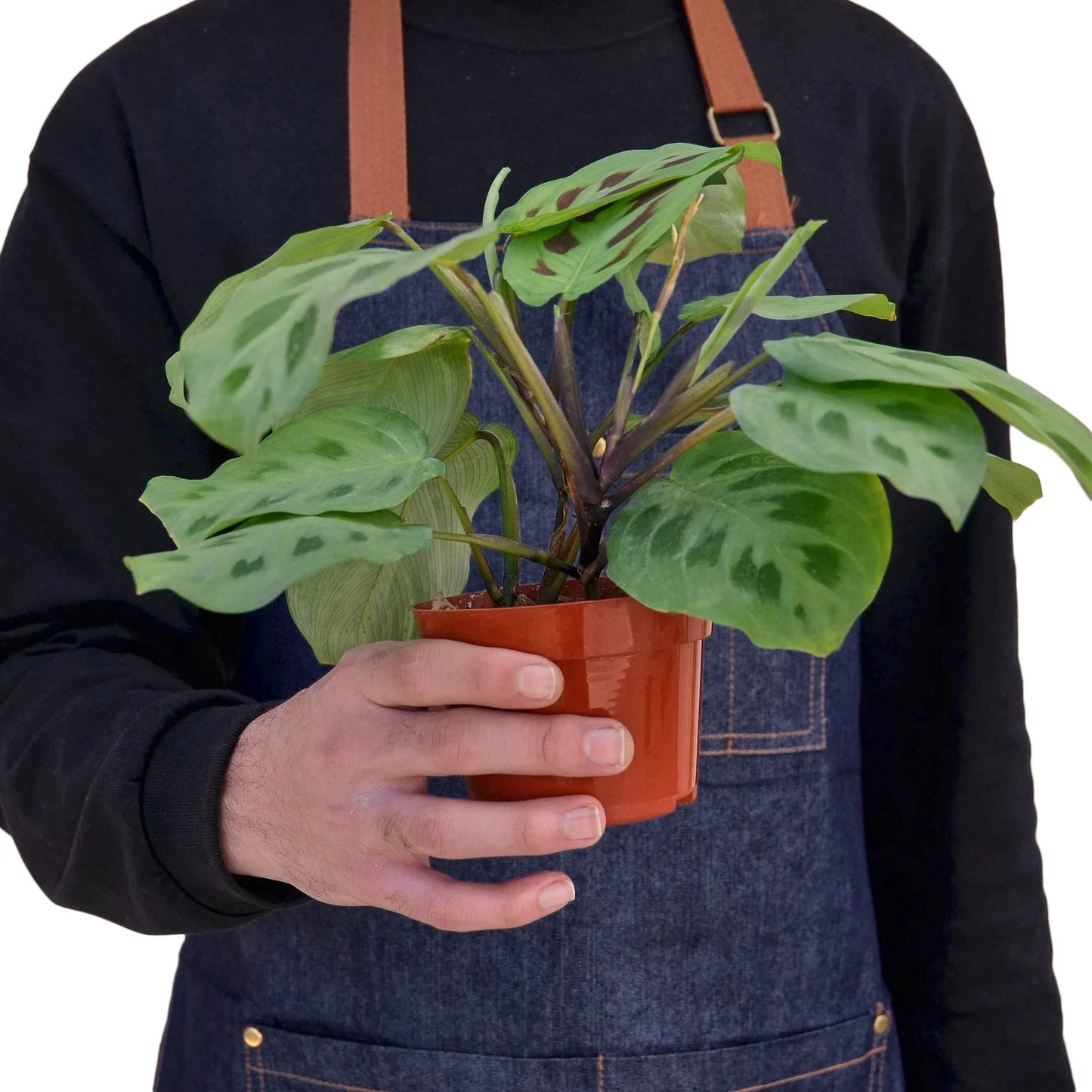 Maranta 'Leuconeura' - Prayerful Pose: Striking Houseplant with Intricate Symmetrical Patterns