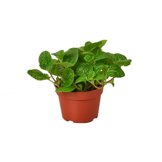 Pilea 'Creeping Charlie' - Charlie On The Move: Decorative and Low-Maintenance Groundcover Plant