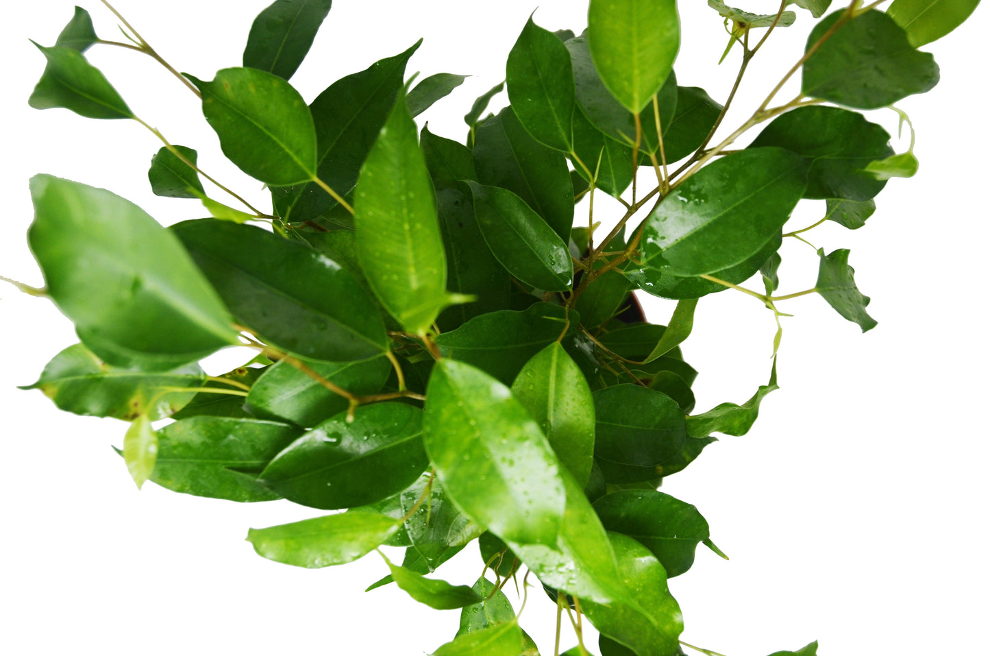 Ficus 'Benjamina' - 6" Pot - Tall, Dark, and Handsomely Dapper: Glossy Leaves, Air-Purifying, Easy Care Houseplant