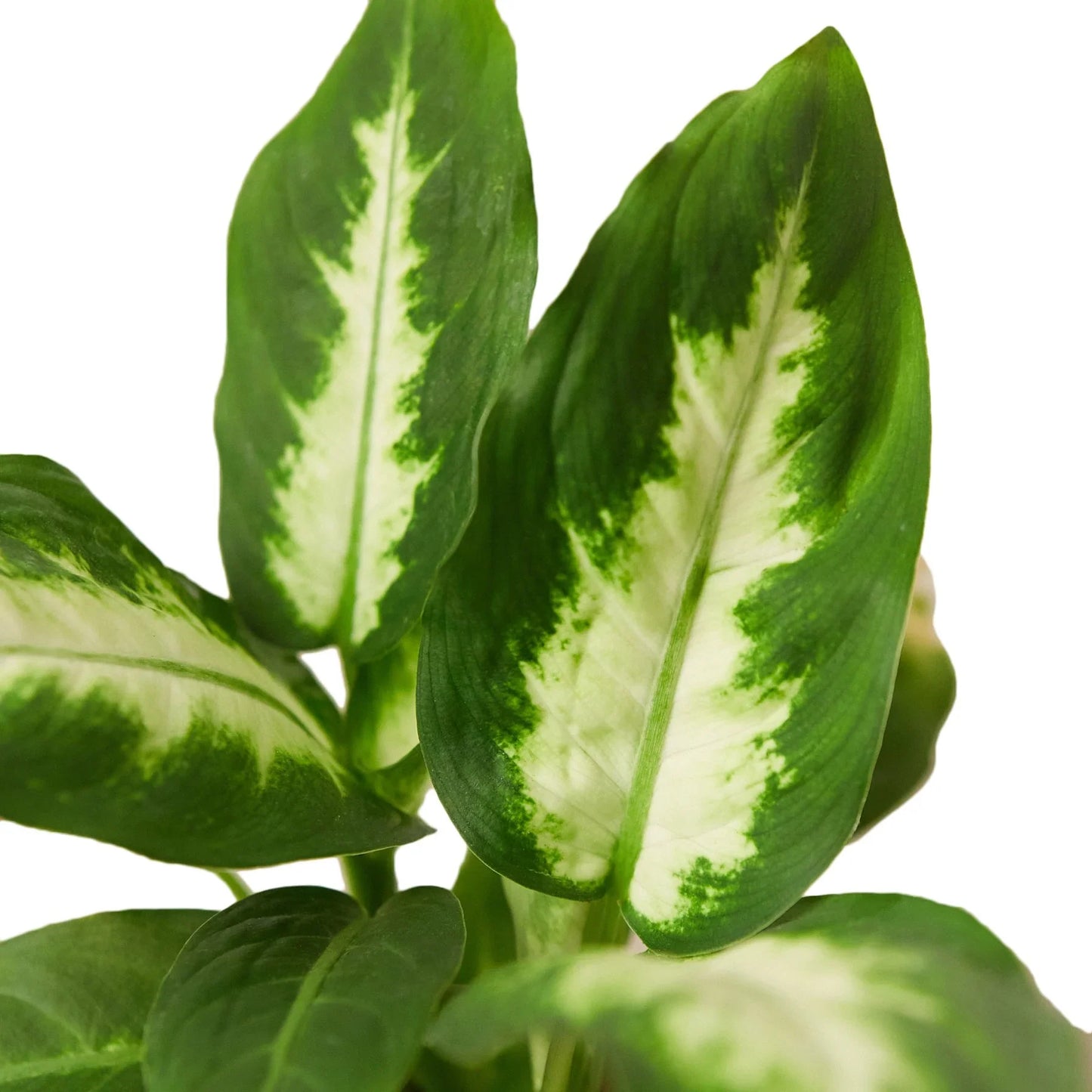 Dieffenbachia Camille - Eternal Sunshine: Vibrant, Low-Maintenance Houseplant with Striking Green and Yellow Leaves