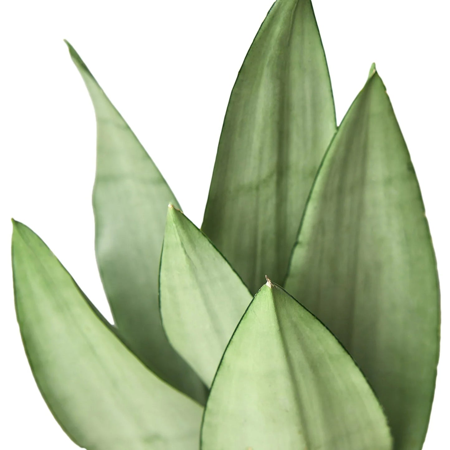 Snake Plant Moonshine - Moonshine Marvel: Air-Purifying, Drought-Tolerant Houseplant