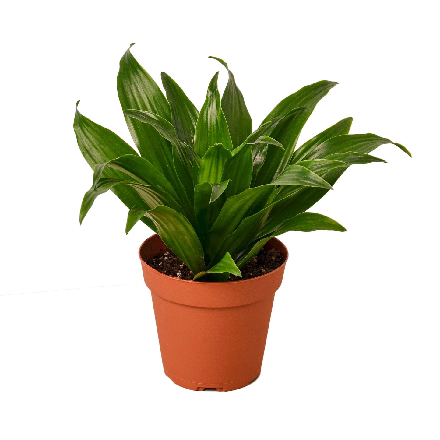 Dracaena 'Janet Craig' - Dragon’s Delight: Low Maintenance, Air-Purifying Houseplant