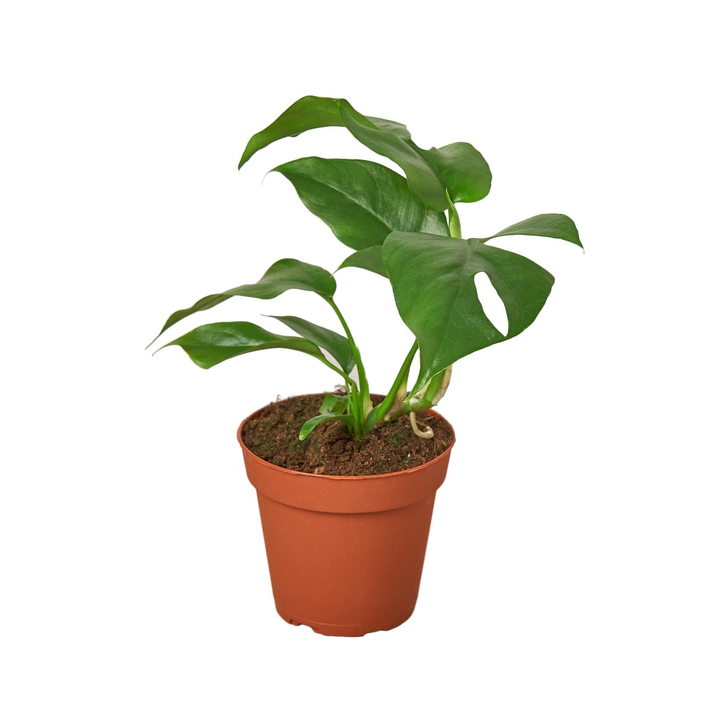 Philodendron Mini Monstera Minima - Tiny Tropical Treasure: Fast-Growing Fenestrated Vining Plant