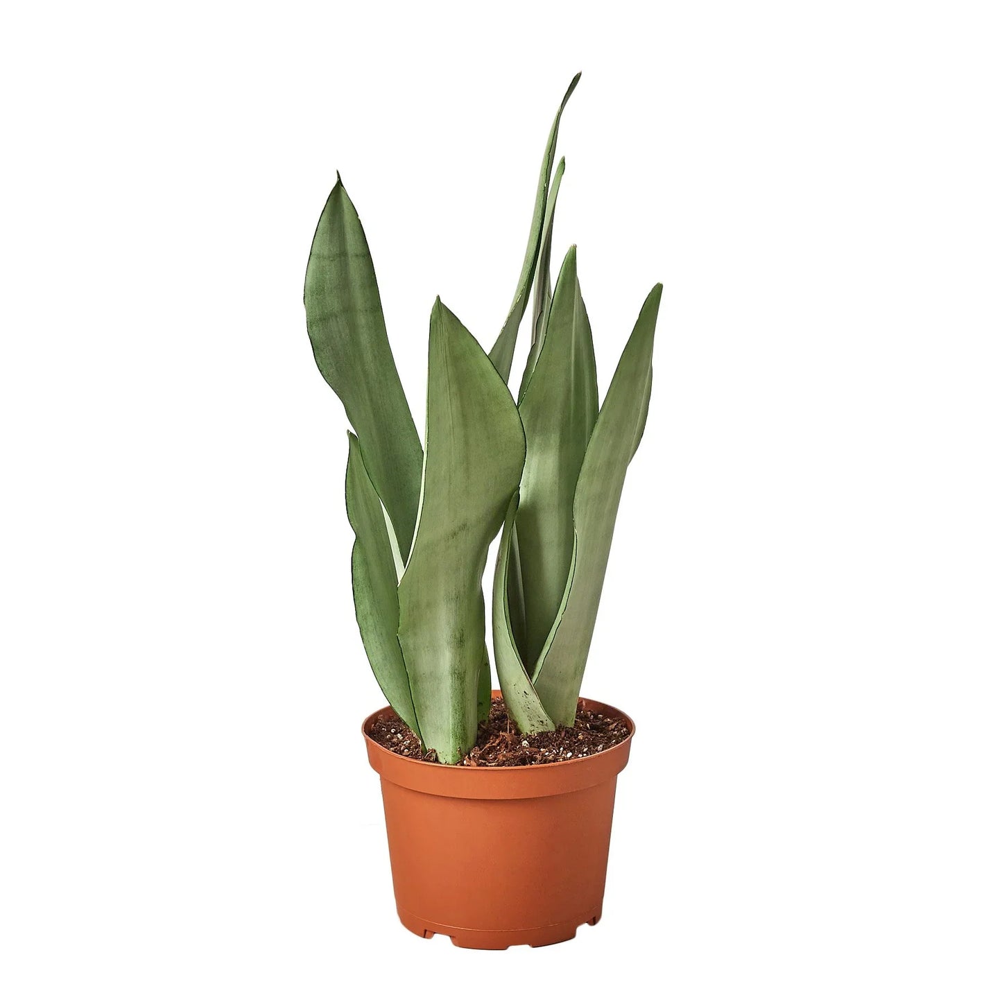 Snake Plant Moonshine - Moonshine Marvel: Air-Purifying, Drought-Tolerant Houseplant