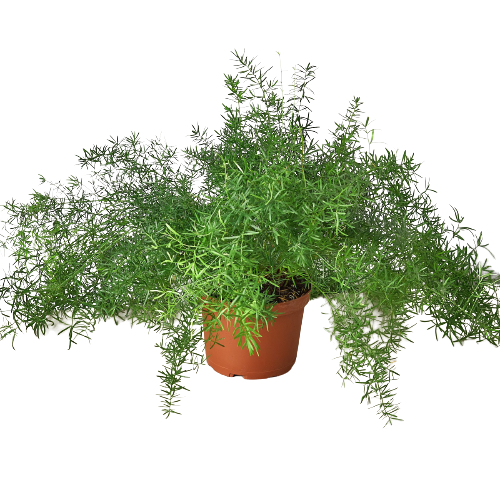 Fern 'Sprengeri' - Green Chaos: Lively Ornamental Asparagus Fern