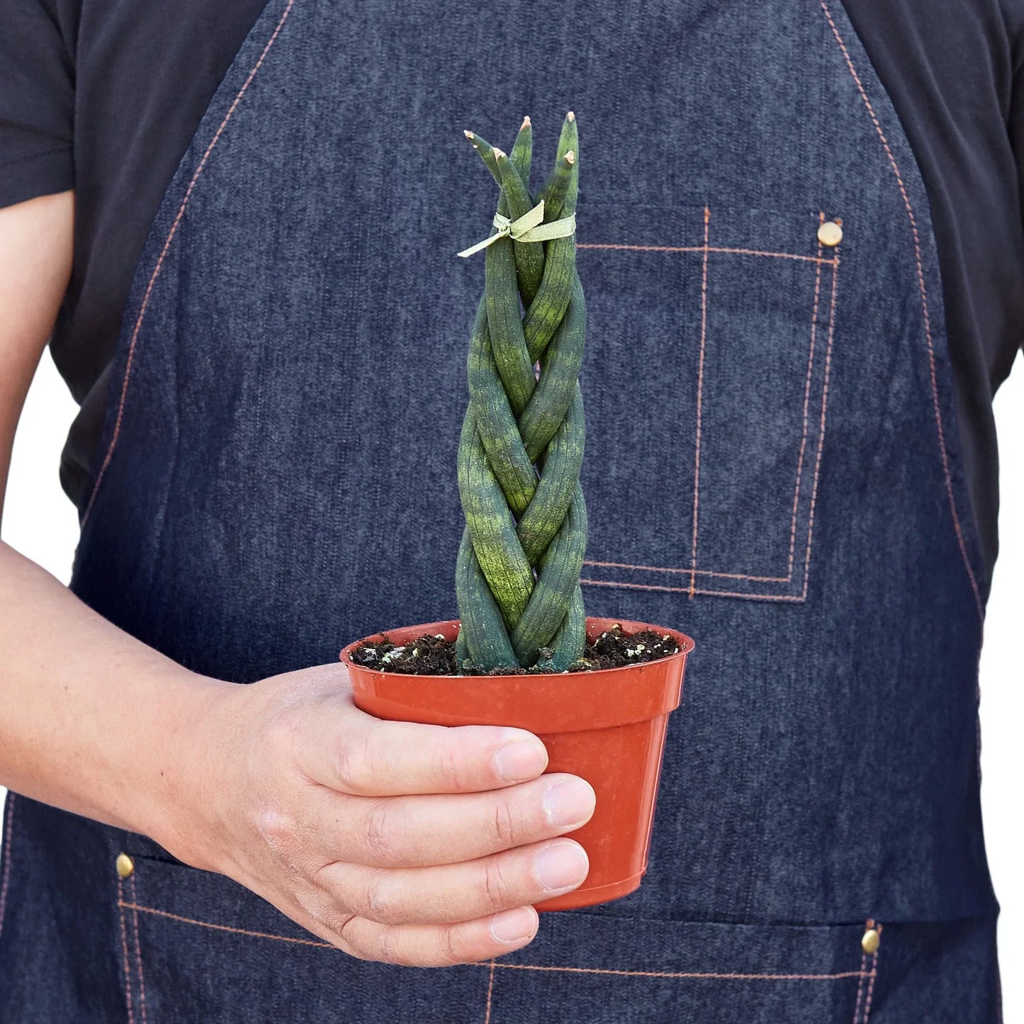 Twist 'n Shout: Braided Snake Plant - Twisted Tropics: Low-Maintenance Air-Purifying Houseplant