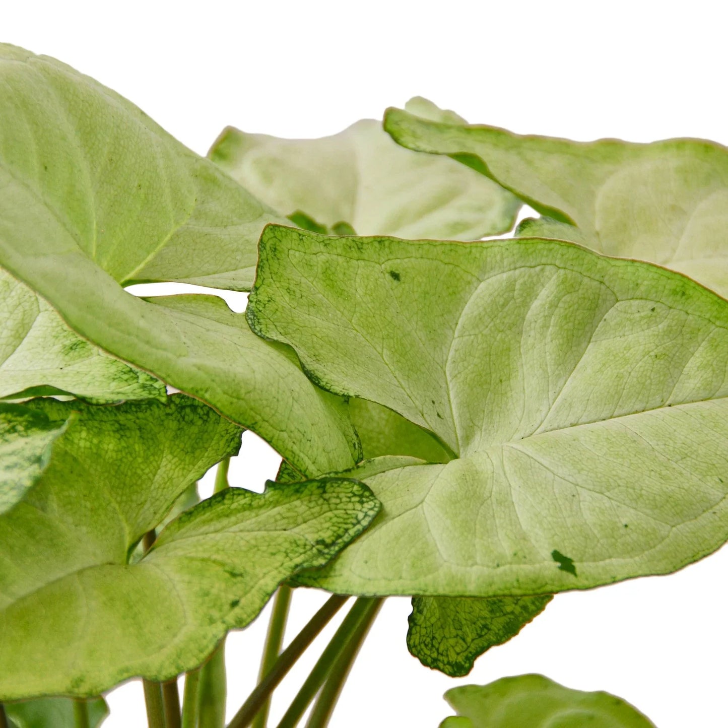 Syngonium White Butterfly - Fluttery Friends: Evergreen Goosefoot Plant