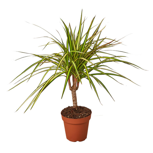 Dracaena Marginata 'Sunshine' - Sunny Vibes: Vibrant, Easy-Care Dragon Tree for Tropical Looks