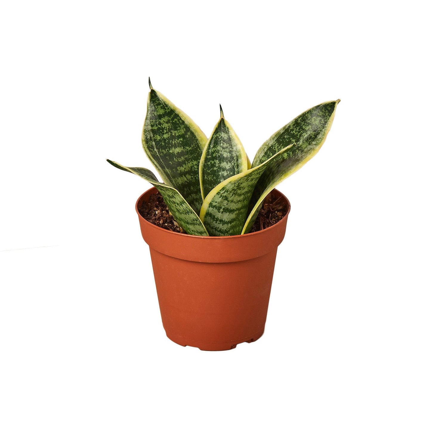 Snake Plant Laurentii Dwarf - The Indestructible Striped Wonder: Air-Purifying, Low Maintenance Houseplant