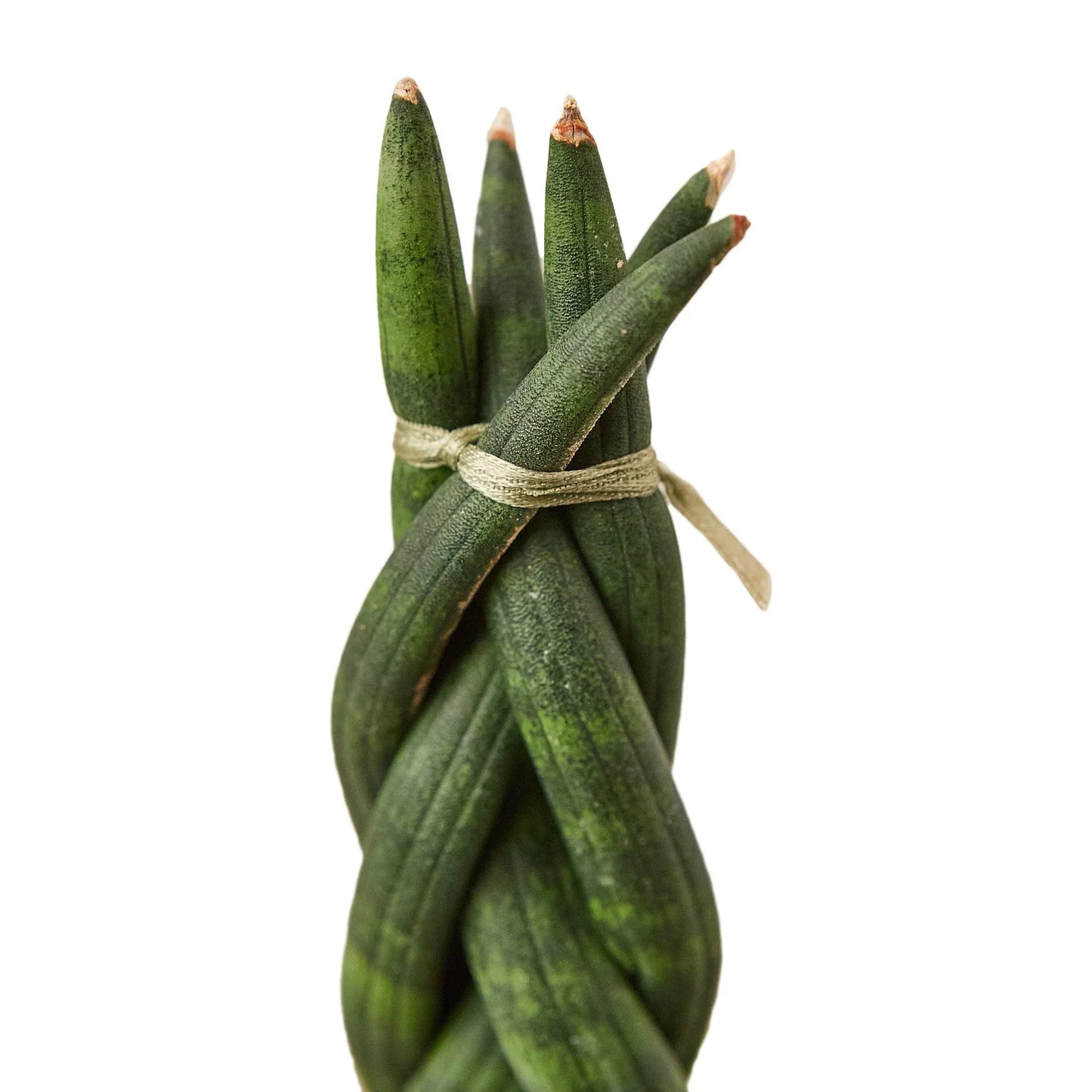 Twist 'n Shout: Braided Snake Plant - Twisted Tropics: Low-Maintenance Air-Purifying Houseplant