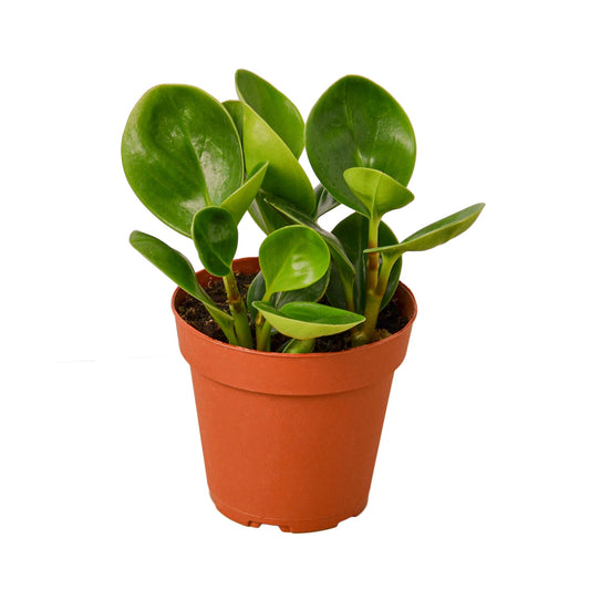 Peperomia Thailand - Leafy Little Buddy: Low Maintenance Radiator Plant