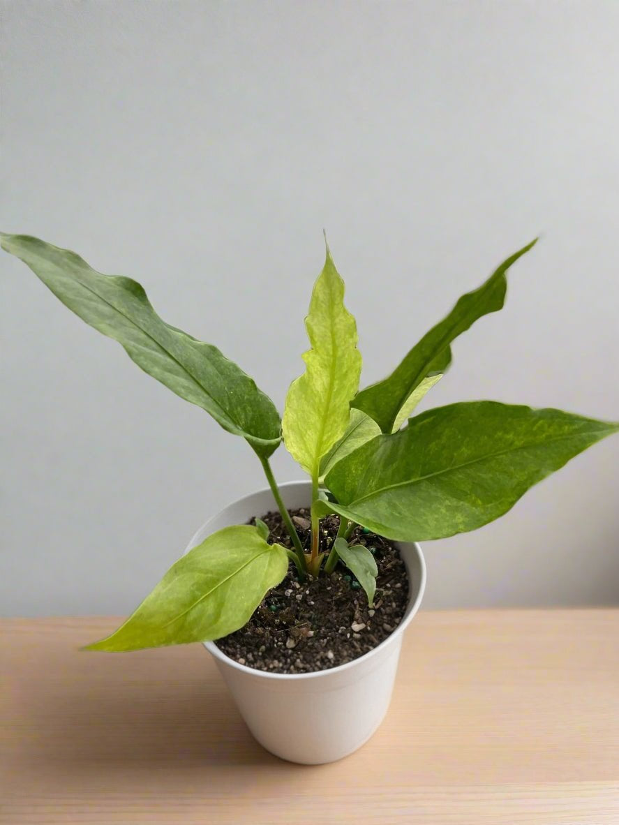 Anthurium 'Hookeri Variegated' - Spotted Splendor: Eye-Catching & Unique Houseplant