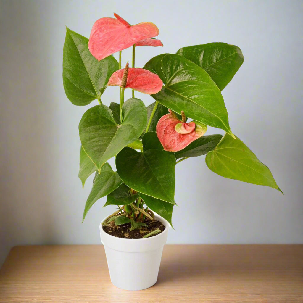 Anthurium 'Pink' - Tickled Pink: Exotic Houseplant with Glossy Heart-Shaped Leaves