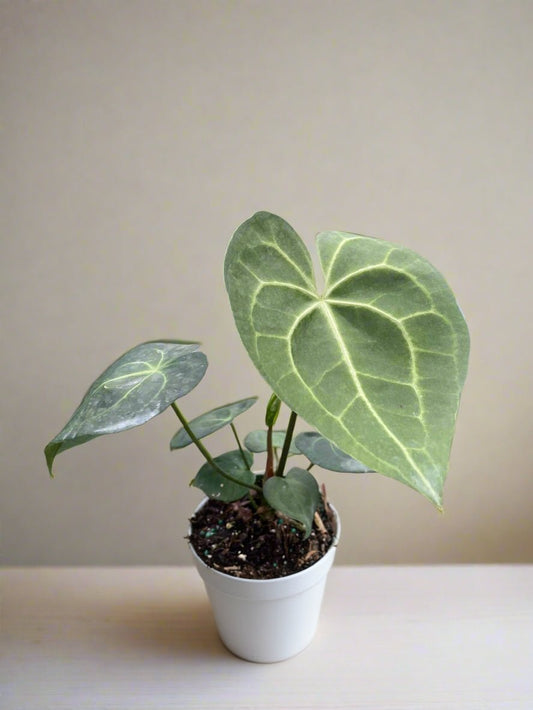 Anthurium 'Pterodactyl' - Jurassic Leaf: Unique Indoor Plant with Striking Foliage